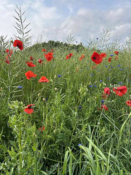 Feld mit Mohn- und Kornblumen